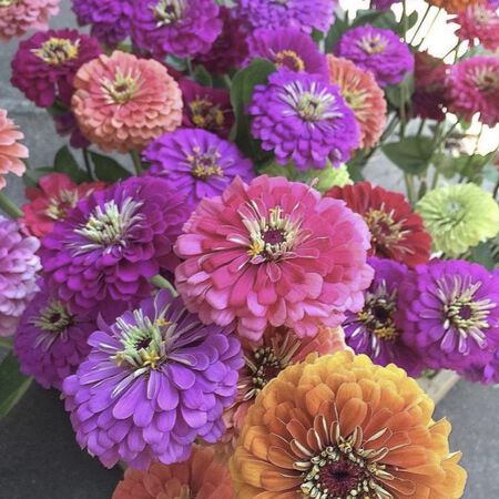 Benary's Giant Mix, Zinnia Seeds image number null